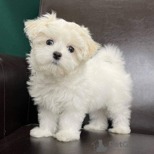 Photo №2 to announcement № 131742 for the sale of maltese dog - buy in Norway 