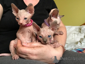 Photo №1. sphynx cat - for sale in the city of Аугсбург | Is free | Announcement № 9792