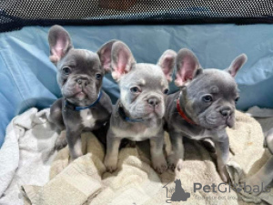 Photo №1. french bulldog - for sale in the city of Wagga Wagga | 200$ | Announcement № 129462