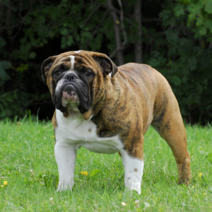 Photo №1. Mating service - breed: american bulldog. Price - 100$