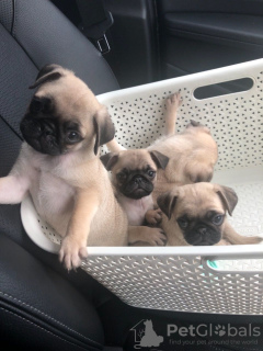 Photo №4. I will sell pug in the city of Munich. private announcement - price - 449$