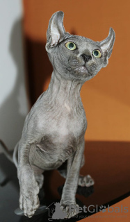 Photo №1. sphynx cat - for sale in the city of Paris | 1107$ | Announcement № 19413