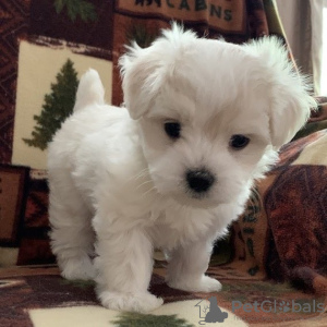 Photo №1. maltese dog - for sale in the city of Jersey City | negotiated | Announcement № 119908