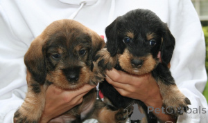 Photo №2 to announcement № 159426 for the sale of dachshund - buy in Belgium 