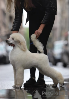 Photo №4. I will sell poodle (royal) in the city of Zrenjanin. breeder - price - negotiated