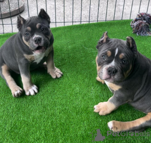 Additional photos: American Bully Pocket puppies