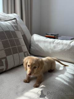 Photo №1. dachshund - for sale in the city of Munich | negotiated | Announcement № 165633