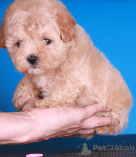 Additional photos: Maltipoo F1 puppies