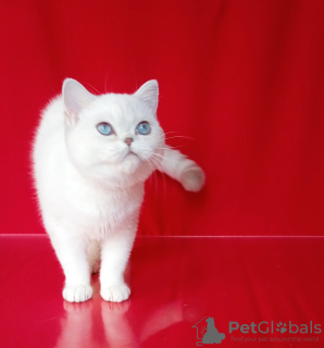 Photo №2 to announcement № 13856 for the sale of british shorthair - buy in Romania from nursery