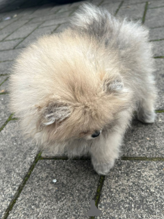 Additional photos: Pomeranian mini