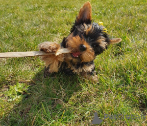 Photo №1. yorkshire terrier - for sale in the city of New York | 300$ | Announcement № 112310