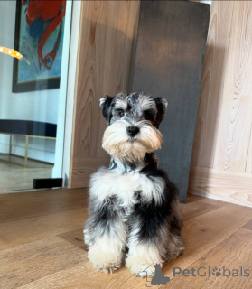 Photo №1. schnauzer - for sale in the city of Munich | negotiated | Announcement № 168561