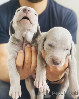 Photo №1. weimaraner - for sale in the city of Feldkirchen in Kärnten | negotiated | Announcement № 173379