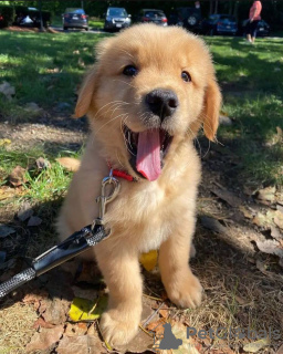 Photo №3. Healthy adorable golden retriever puppies available now for sell. Germany