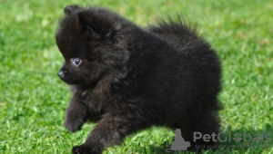 Photo №2 to announcement № 10808 for the sale of pomeranian - buy in Ukraine private announcement
