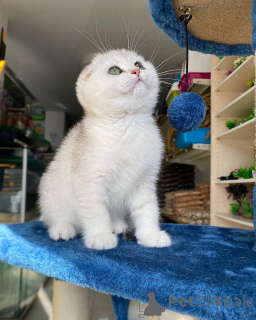 Photo №2 to announcement № 165013 for the sale of scottish fold - buy in Germany private announcement, breeder