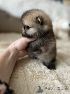 Photo №2 to announcement № 165635 for the sale of pomeranian - buy in Germany private announcement, breeder
