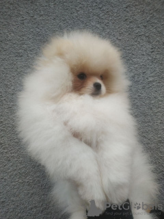 Photo №2 to announcement № 94357 for the sale of pomeranian - buy in Ukraine breeder