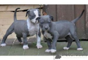 Photo №2 to announcement № 140112 for the sale of american bulldog, bull terrier - buy in United Kingdom breeder