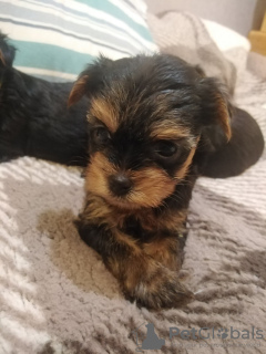 Additional photos: Baby-face Yorkie puppies are completely ready to go.