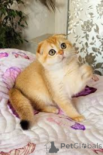 Photo №4. I will sell scottish fold in the city of Paris. private announcement, breeder - price - 516$