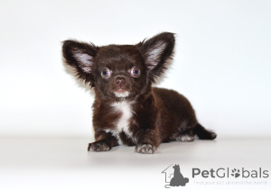 Photo №2 to announcement № 139142 for the sale of chihuahua - buy in Russian Federation from nursery, breeder