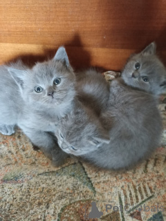 Photo №2 to announcement № 139095 for the sale of scottish straight - buy in Georgia private announcement