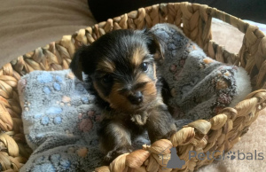 Photo №1. yorkshire terrier - for sale in the city of Baumholder | 361$ | Announcement № 178875