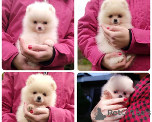 Photo №1. pomeranian - for sale in the city of Lviv | 950$ | Announcement № 13943