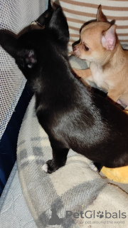 Additional photos: chihuahua babies