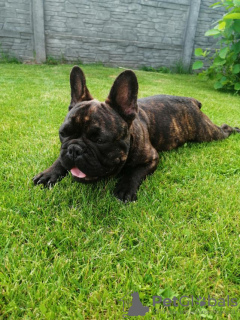 Photo №3. French Bulldog puppies for sale urgently. Belarus
