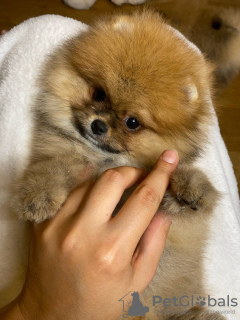 Photo №1. pomeranian - for sale in the city of Гамбург | 740$ | Announcement № 110352