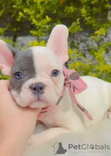Photo №1. french bulldog - for sale in the city of Frankenthal | 310$ | Announcement № 173720