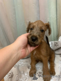 Photo №1. irish terrier - for sale in the city of Nizhny Tagil | 138$ | Announcement № 25132