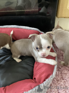 Photo №3.  Winters Beautiful Chowksi Puppies . United States