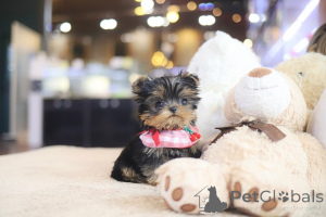 Photo №2 to announcement № 152832 for the sale of yorkshire terrier - buy in United States breeder