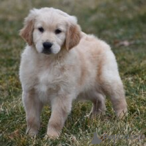 Photo №3. Golden Retriever Male 10 weeks old Ready to go home. Germany