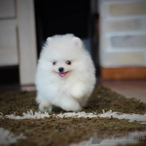 Photo №2 to announcement № 9161 for the sale of pomeranian - buy in Belarus breeder