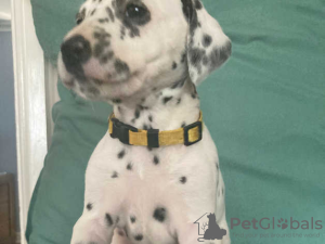 Photo №1. dalmatian dog - for sale in the city of Аугсбург | 300$ | Announcement № 70907