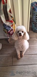 Additional photos: Beans The Toy Poodle
