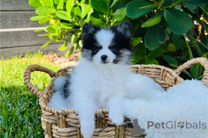 Photo №3. Beautiful Pomeranian puppies for good home. United States
