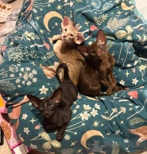 Photo №1. oriental shorthair - for sale in the city of Hamburg | 361$ | Announcement № 178040