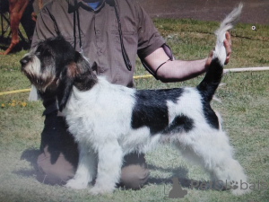 Photo №2 to announcement № 144383 for the sale of grand venetian basset griffon - buy in Poland breeder