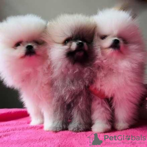 Photo №1. pomeranian - for sale in the city of Ужгород | 1414$ | Announcement № 40035