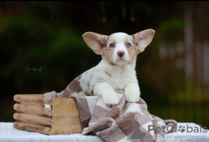 Photo №3. Welsh Corgi Cardigan. Poland