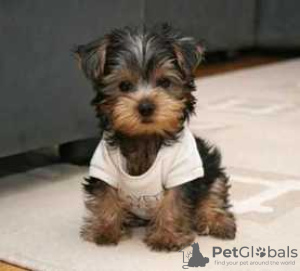 Additional photos: Teacup Yorkshire Terrier Puppy for free adoption