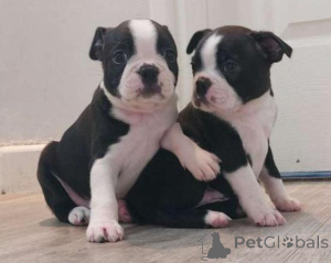 Photo №2 to announcement № 158353 for the sale of boston terrier - buy in Switzerland 