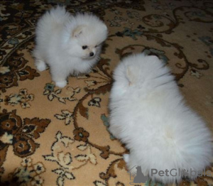 Additional photos: Introducing adorable Pomeranian puppies!