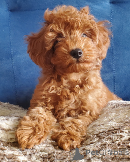 Photo №3. Toy (miniature) redbrown poodle puppies with FCI pedigree. Ukraine