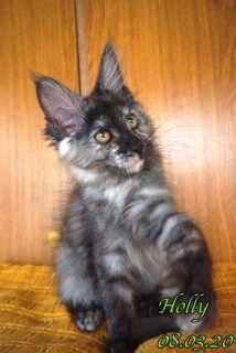 Photo №2 to announcement № 7103 for the sale of maine coon - buy in Russian Federation private announcement, from nursery, breeder